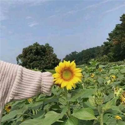 龙战于野破解版下载